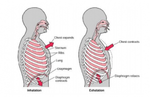 inhalation and exhalation biology